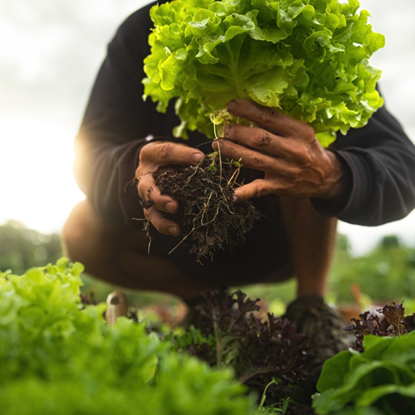 Sermacorp - Maquinaria Agrícola