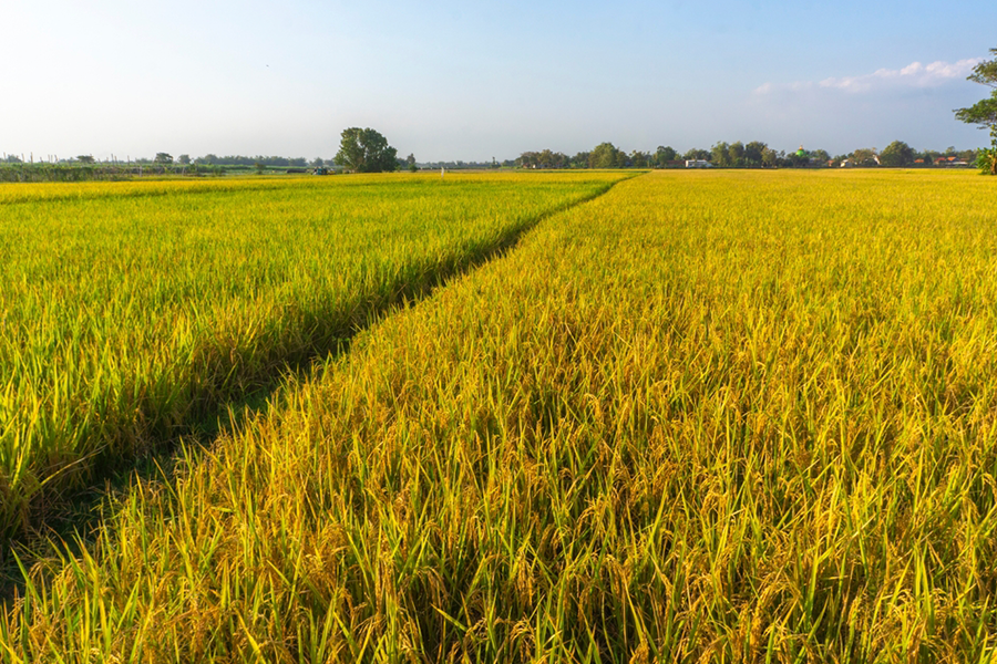 Sermacorp - Maquinaria Agrícola