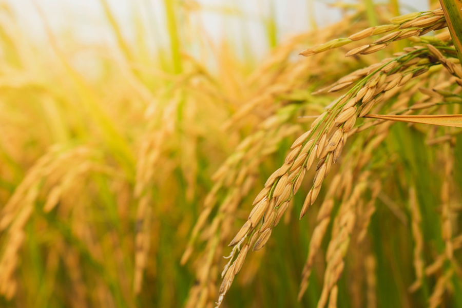 Sermacorp - Maquinaria Agrícola